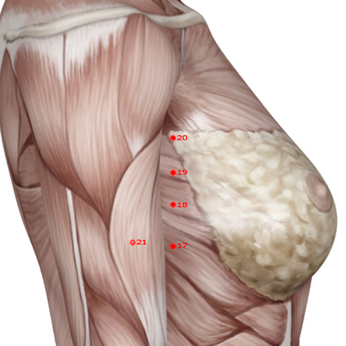 SP19 Acupuncture Point - Spleen Meridian Meridian - Chest Village - Muscular view