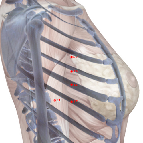 SP19 Acupuncture Point - Spleen Meridian Meridian - Chest Village - Skeletal view
