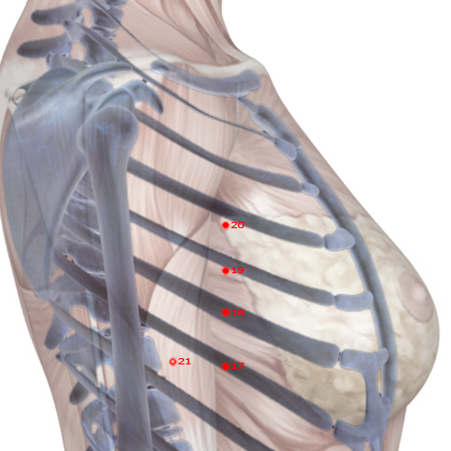 SP20 Acupuncture Point - Spleen Meridian Meridian - Complete Nourishment - Skeletal view