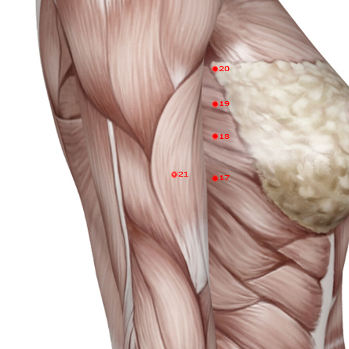SP21 Acupuncture Point - Spleen Meridian Meridian - Great Embrace - Muscular view