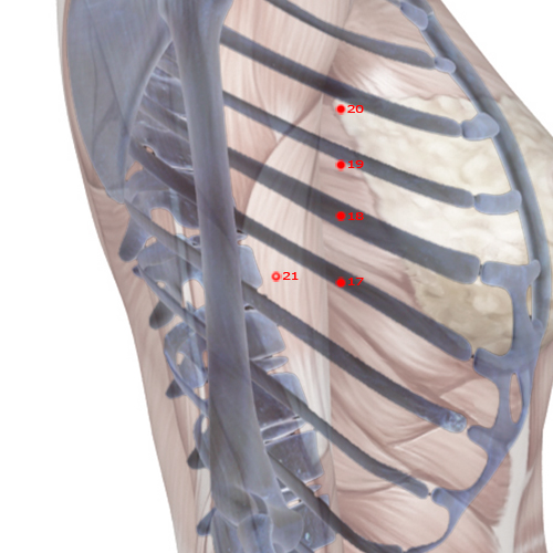 SP21 Acupuncture Point - Spleen Meridian Meridian - Great Embrace - Skeletal view