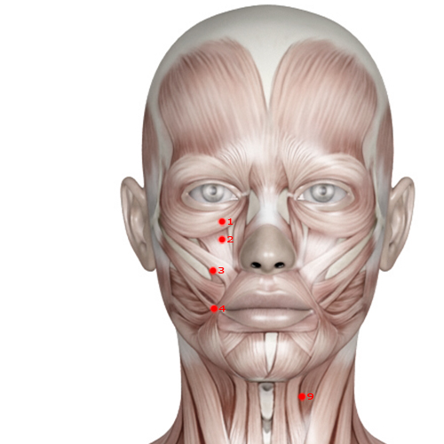 ST01 Acupuncture Point - Stomach Meridian Meridian - Tear Container - Muscular view