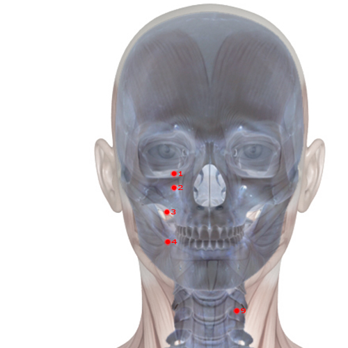 ST01 Acupuncture Point - Stomach Meridian Meridian - Tear Container - Skeletal view