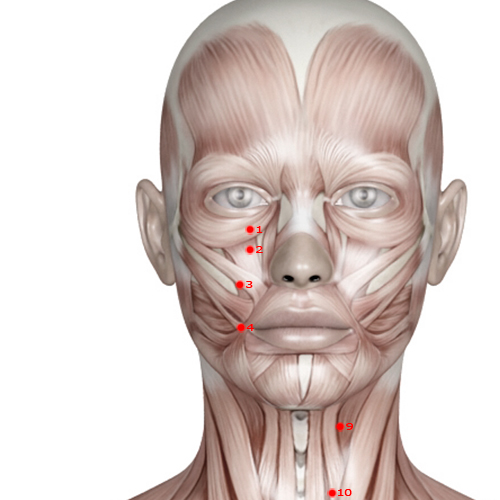ST02 Acupuncture Point - Stomach Meridian Meridian - Four Direction Brightness - Muscular view