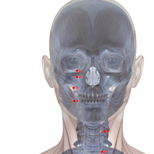 ST02 Acupuncture Point - Stomach Meridian Meridian - Four Direction Brightness - Skeletal view