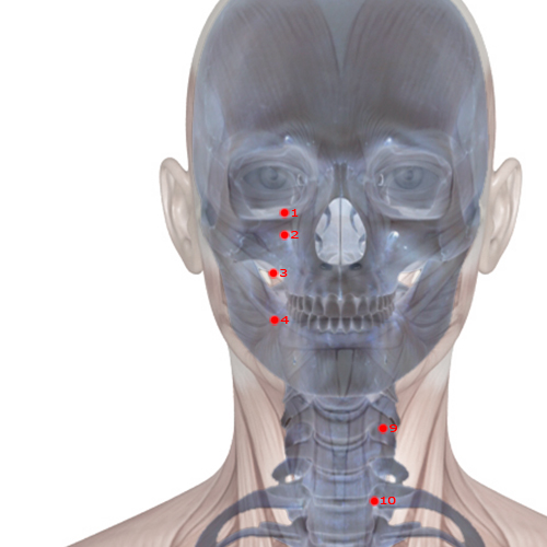 ST03 Acupuncture Point - Stomach Meridian Meridian - Great Bone Hole - Skeletal view