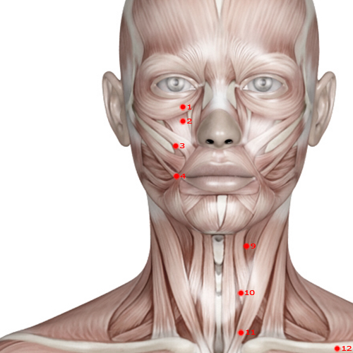 ST04 Acupuncture Point - Stomach Meridian Meridian - Earth Granary - Muscular view