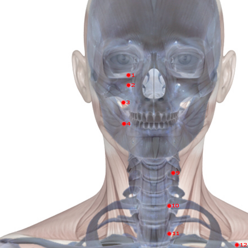 ST04 Acupuncture Point - Stomach Meridian Meridian - Earth Granary - Skeletal view