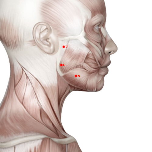 ST05 Acupuncture Point - Stomach Meridian Meridian - Great Reception - Muscular view
