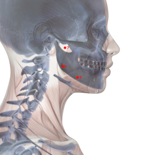 ST05 Acupuncture Point - Stomach Meridian Meridian - Great Reception - Skeletal view