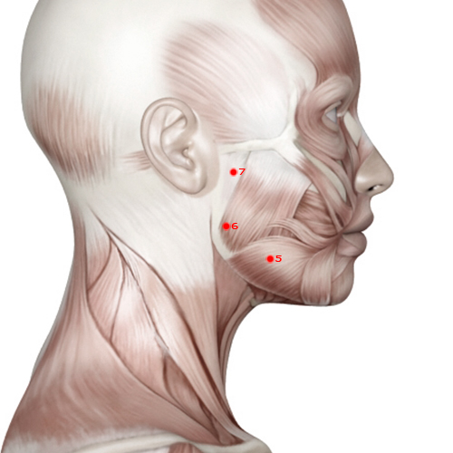 ST06 Acupuncture Point - Stomach Meridian Meridian - Jaw Bone - Muscular view