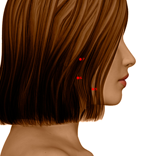 ST06 Acupuncture Point - Stomach Meridian Meridian - Jaw Bone - Dermal view