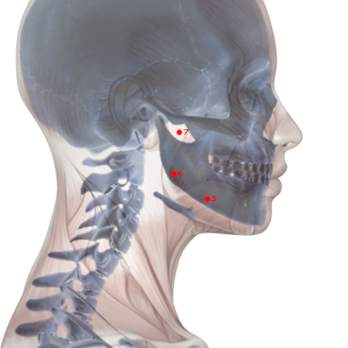 ST06 Acupuncture Point - Stomach Meridian Meridian - Jaw Bone - Skeletal view