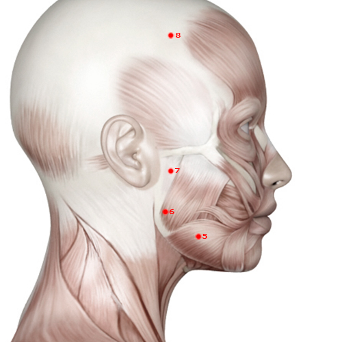 ST07 Acupuncture Point - Stomach Meridian Meridian - Below The Arch - Muscular view