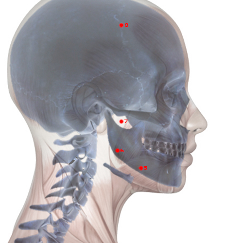 ST07 Acupuncture Point - Stomach Meridian Meridian - Below The Arch - Skeletal view