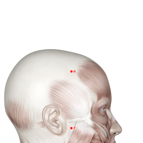 ST08 Acupuncture Point - Stomach Meridian Meridian - Head Corner - Muscular view