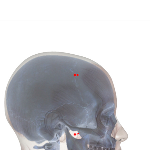 ST08 Acupuncture Point - Stomach Meridian Meridian - Head Corner - Skeletal view