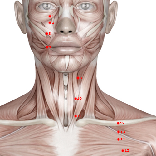 ST09 Acupuncture Point - Stomach Meridian Meridian - Man's Prognosis - Muscular view