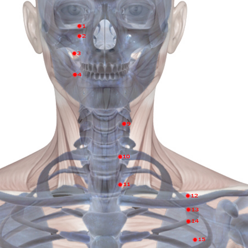 ST09 Acupuncture Point - Stomach Meridian Meridian - Man's Prognosis - Skeletal view