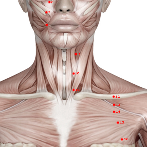 ST10 Acupuncture Point - Stomach Meridian Meridian - Liquid Passage - Muscular view