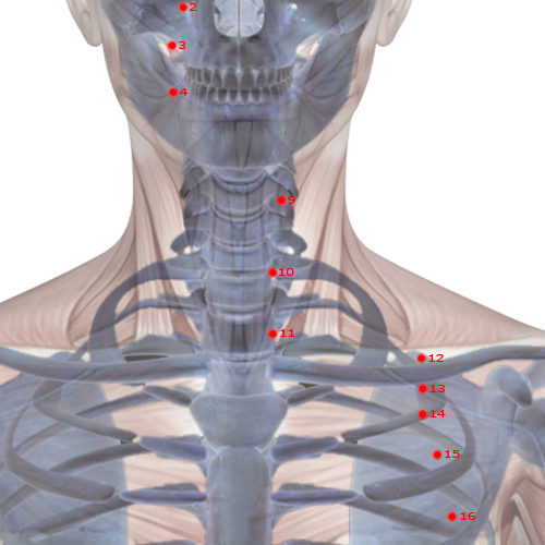 ST10 Acupuncture Point - Stomach Meridian Meridian - Liquid Passage - Skeletal view
