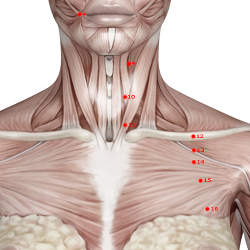 ST11 Acupuncture Point - Stomach Meridian Meridian - Abode Of Qi - Muscular view