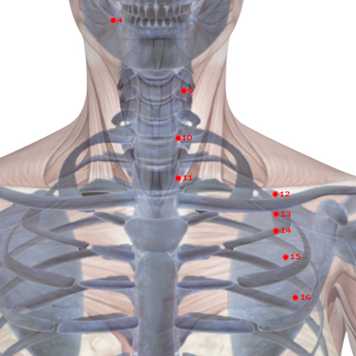 ST11 Acupuncture Point - Stomach Meridian Meridian - Abode Of Qi - Skeletal view