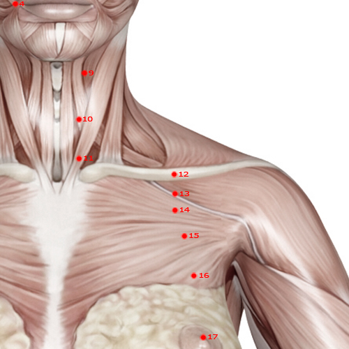 ST12 Acupuncture Point - Stomach Meridian Meridian - Empty Basin - Muscular view