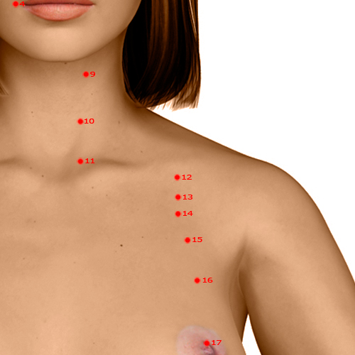 ST12 Acupuncture Point - Stomach Meridian Meridian - Empty Basin - Dermal view