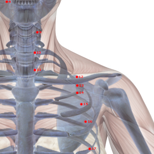 ST12 Acupuncture Point - Stomach Meridian Meridian - Empty Basin - Skeletal view