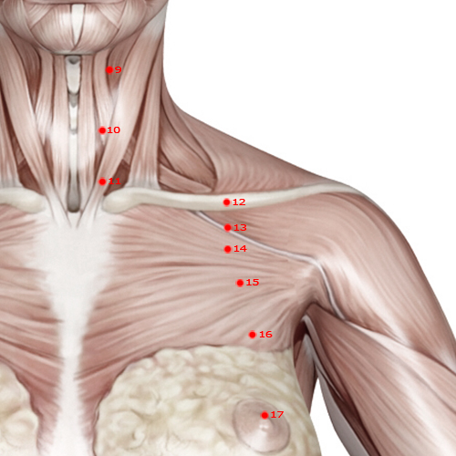 ST13 Acupuncture Point - Stomach Meridian Meridian - Qi Door - Muscular view