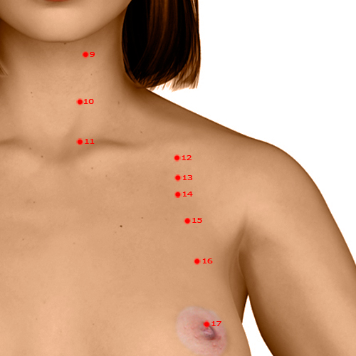 ST13 Acupuncture Point - Stomach Meridian Meridian - Qi Door - Dermal view