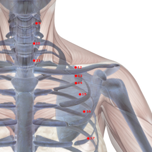 ST13 Acupuncture Point - Stomach Meridian Meridian - Qi Door - Skeletal view