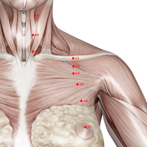 ST14 Acupuncture Point - Stomach Meridian Meridian - Store Room - Muscular view
