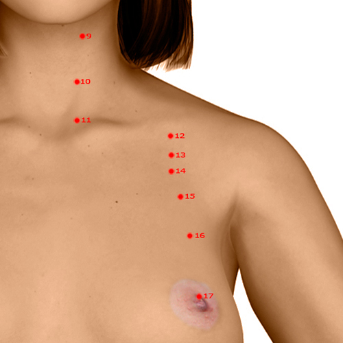 ST14 Acupuncture Point - Stomach Meridian Meridian - Store Room - Dermal view