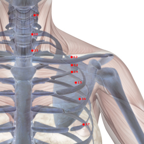 ST14 Acupuncture Point - Stomach Meridian Meridian - Store Room - Skeletal view