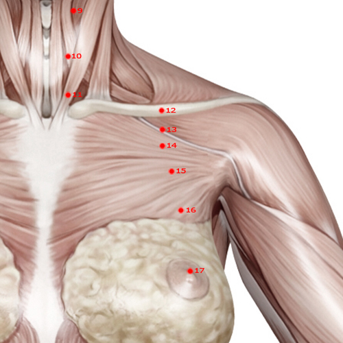 ST15 Acupuncture Point - Stomach Meridian Meridian - Roof - Muscular view
