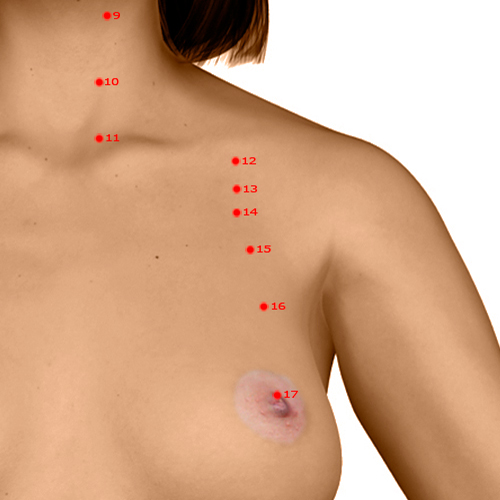 ST15 Acupuncture Point - Stomach Meridian Meridian - Roof - Dermal view