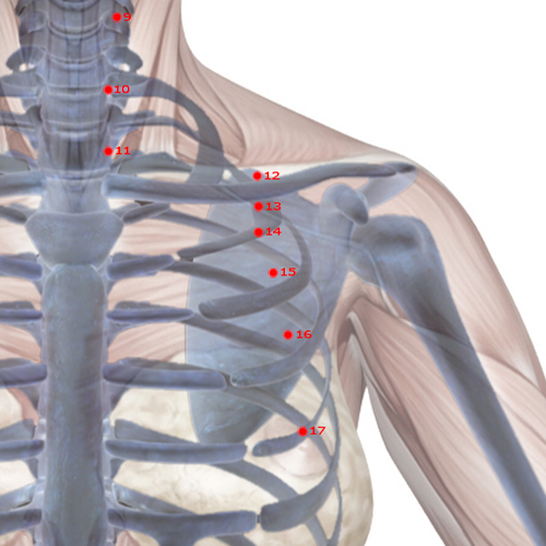 ST15 Acupuncture Point - Stomach Meridian Meridian - Roof - Skeletal view