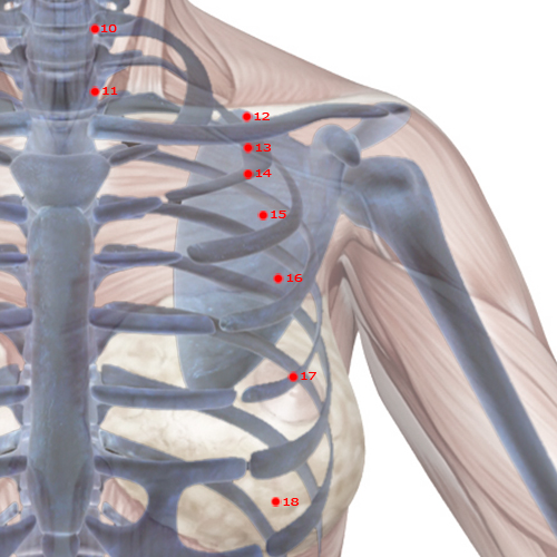 ST16 Acupuncture Point - Stomach Meridian Meridian - Breast Window - Skeletal view
