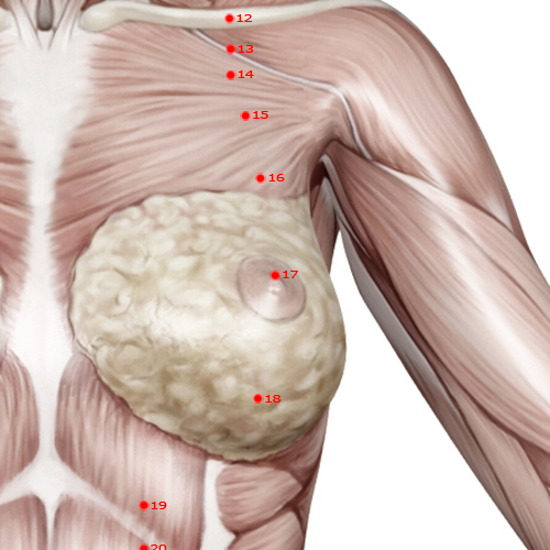 ST17 Acupuncture Point - Stomach Meridian Meridian - Breast Centre - Muscular view