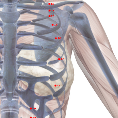 ST17 Acupuncture Point - Stomach Meridian Meridian - Breast Centre - Skeletal view