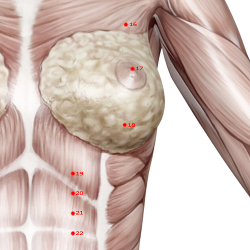 ST18 Acupuncture Point - Stomach Meridian Meridian - Breast Root - Muscular view
