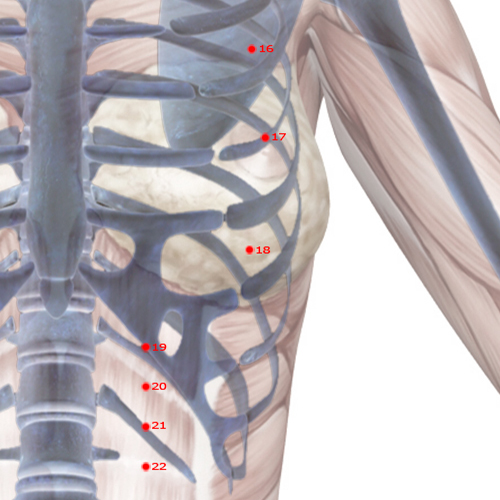 ST18 Acupuncture Point - Stomach Meridian Meridian - Breast Root - Skeletal view