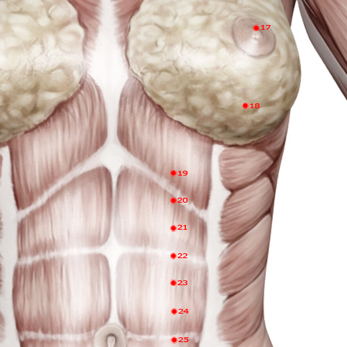 ST19 Acupuncture Point - Stomach Meridian Meridian - Not Contained - Muscular view