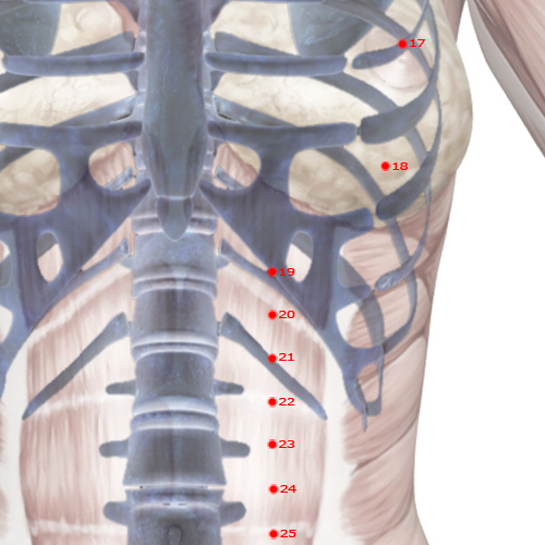 ST19 Acupuncture Point - Stomach Meridian Meridian - Not Contained - Skeletal view