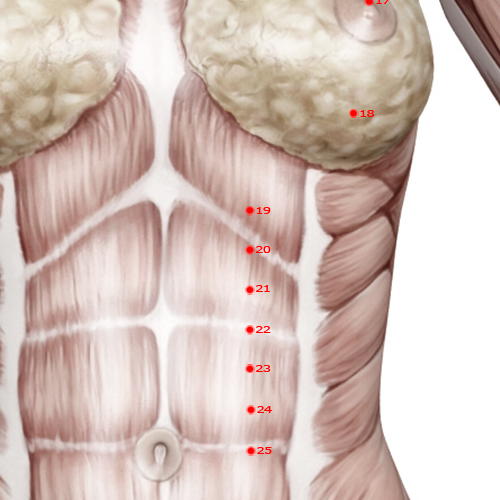 ST20 Acupuncture Point - Stomach Meridian Meridian - Receiving Fullness - Muscular view