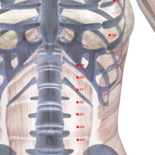 ST20 Acupuncture Point - Stomach Meridian Meridian - Receiving Fullness - Skeletal view