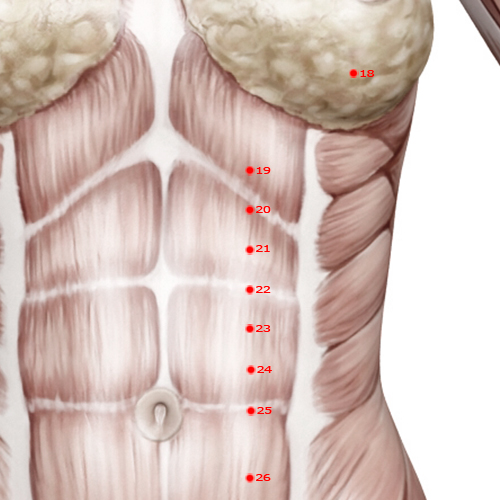 ST21 Acupuncture Point - Stomach Meridian Meridian - Ridge Gate - Muscular view