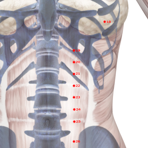 ST21 Acupuncture Point - Stomach Meridian Meridian - Ridge Gate - Skeletal view